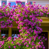 6 Months Old Climbing Rose Live Plant, Well Rooted 5-9 Tall, No Leaf, Ready to Plant Indoor Outdoor, Climber Rose Bush, Hybrid Tea Rose Like, Very Fragrant, Long Bloomer (Purple Striped)