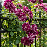 6 Months Old Climbing Rose Live Plant, Well Rooted 5-9 Tall, No Leaf, Ready to Plant Indoor Outdoor, Climber Rose Bush, Hybrid Tea Rose Like, Very Fragrant, Long Bloomer (Purple Striped)