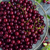 Gurney&s 4 in. Pot Juliet Dwarf Bush Cherry Prunus, Live Fruiting Tree (1-Pack)