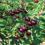 Gurney&s 4 in. Pot Juliet Dwarf Bush Cherry Prunus, Live Fruiting Tree (1-Pack)