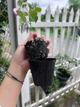 6 Months Old Climbing Rose Live Plant, Well Rooted 5-9 Tall, No Leaf, Ready to Plant Indoor Outdoor, Climber Rose Bush, Hybrid Tea Rose Like, Very Fragrant, Long Bloomer (Purple Striped)